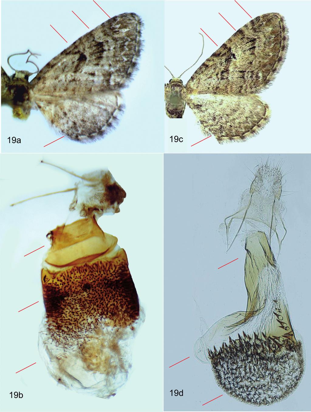 Fazekas I: Magyar Eupitheciini tanulmányok 5. 173 19. ábra: Eupithecia sp. cf. pusillata, E. pusillata; 19a= E. sp. cf. pusillata imágó, Bakony, Darvas-tó, 19b= E.