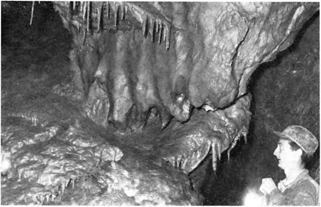 A Szepesi-barlang keleti folyosójának kiöblösödésében látjuk ezeket a pompás cseppköveket. (Balogh A.felv.) Kadic lankadatlan szorgalommal, s rendkívüli alapossággal ásatott tovább.
