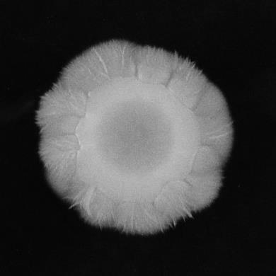ábra A BM-nal előkezelt és kezeletlen C. albicans sejtek hifázó képessége 30 C-on Spider táptalajon. A felvételek az inkubációs idő 5.