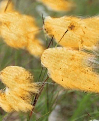 ReFloc Befújható ásványgyapot A könnyed minőség Az URSA befújható ásványgyapot szigetelés kifejezetten a nehezen megközelíthető terek és területek gyors