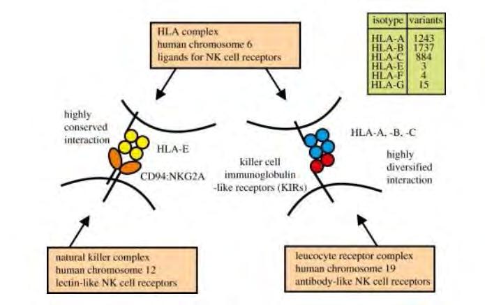 HLA molecules also function as ligands for the Natural