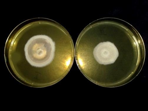 20. ábra: A kakukkfű (b) és fahéj (j) illóolajának hatása a Stigmina carpophila kórokozó tenyészbélyegeire (balra: AK (0,005 %), jobbra: MK (0,01 %) (fotó: Hochbaum 2011) 4.2.2. A fahéj, kakukkfű és narancs illóolajainak Venturia inaequalis kórokozóra gyakorolt hatása in vitro 4.