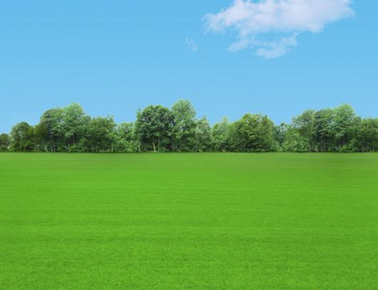 699 Ft Tuja (Thuja accidentalis) Magasság: kb.