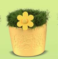 Ft (Dianthus