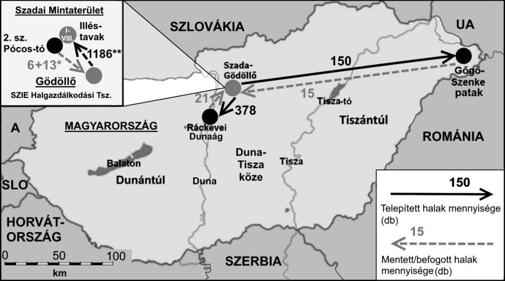 elérhetik az ivarérettséget. A pócok növekedése őszre számottevően meghaladta (55 mm) a hazai természetes vizekből közölt értékeket (20-38 mm). 2. ábra.