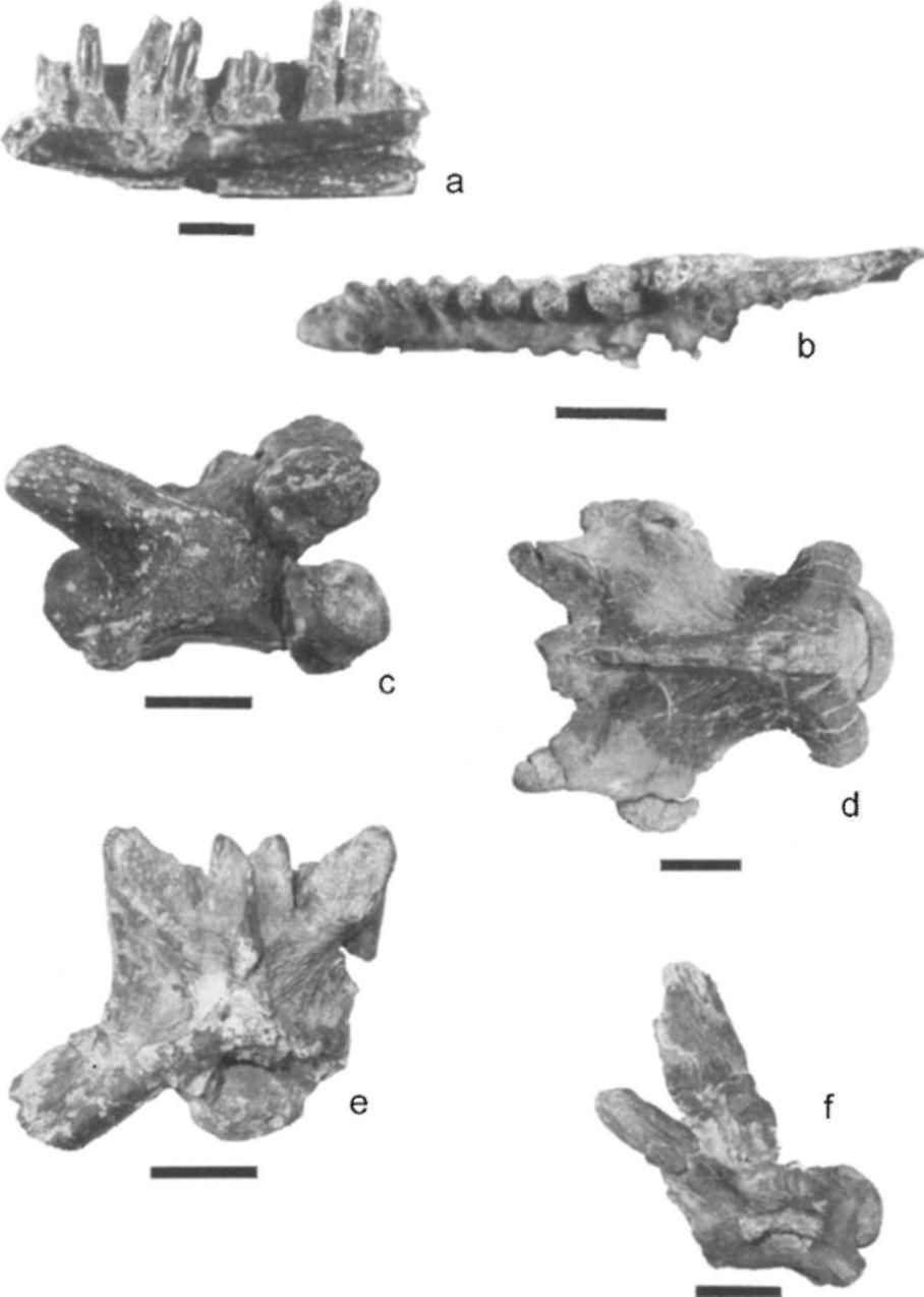 right dentary in occlusal view, c: Mosasauridae cervical vertebra in left lateral view, d: Mosasauridae dorsal vertebra in dorsal view, e: Mosasauridae sacral vertebra in dorsal view, f: Mosasauridae