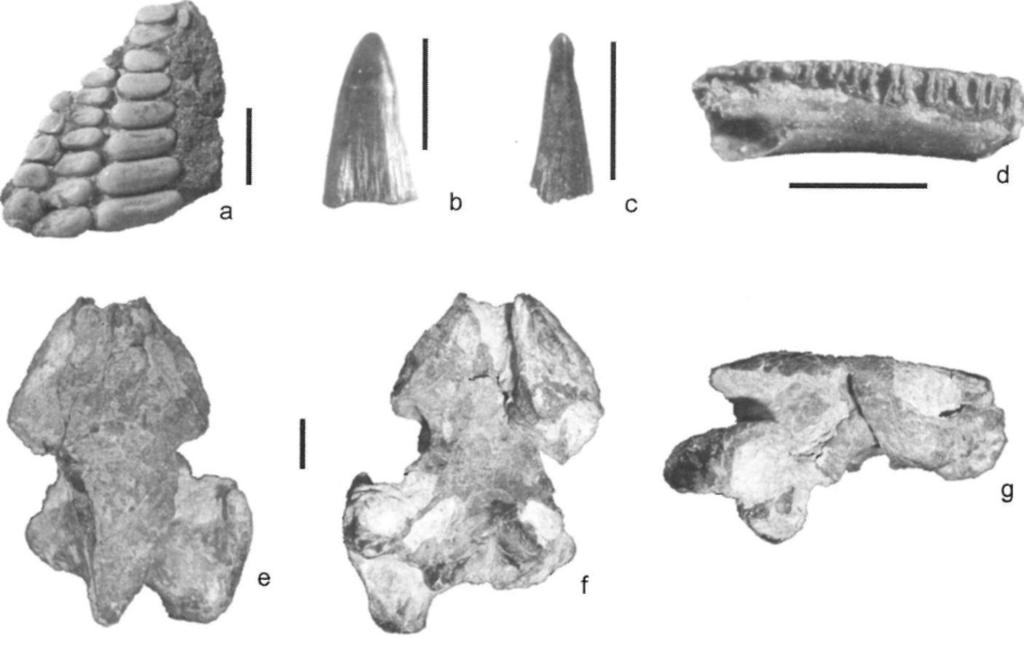 left lower jaw in occlusal view, d: Albanerpetontidae indet. left dentary fragment in lingual view, e-g: Bothremydidae indet. fragmentary skull in dorsal (e), ventral (f), right lateral (g) views.