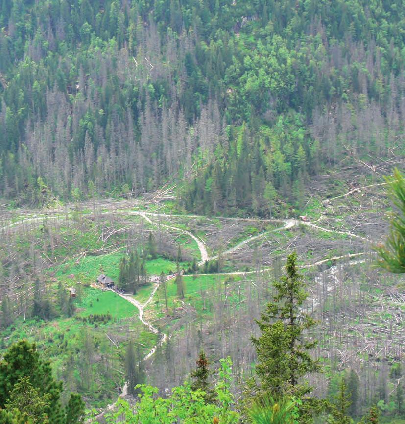 Erdőpusztulás a Magas-Tátrában A Tátrára jellemző az úgynevezett bóra jellegű szél, mely elérheti a 170-200 km/h szélsebességet is.