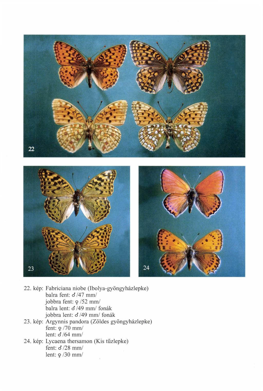 22. kép: Fabriciana niobe (Ibolya-gyöngyházlepke) balra fent: cf 141 mm/ jobbra fent: 9 /52 mm/ balra lent: cf /49 mm/ fonák jobbra lent: cf /49 mm/ fonák