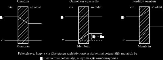 p f pr TMP p p, (1.9.4) 2 ahol (p f+p r)/2 a betáplálásoldal átlagos nyomása (Pa), Ozmózis p p a permeátoldali nyomás (Pa).