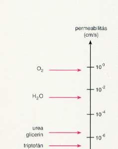Permeábilitás / m s 1 o Méret és diffúziós együttható vízbe 5 C -on.