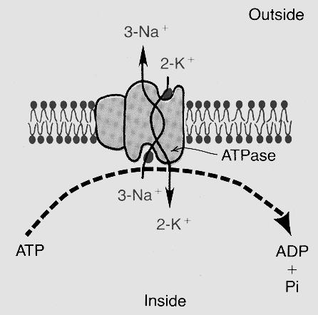 10 A Na /K ATPáz