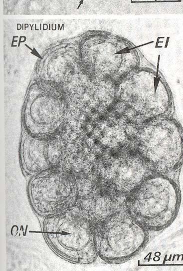 Dipilidium caninum