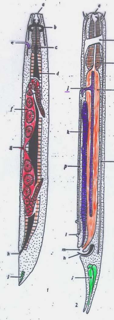 Ph. Nematoda-fonálférgek emésztőrendszer