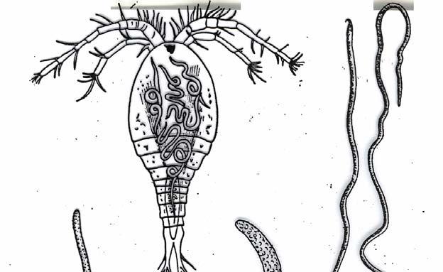 Dracunculus medinensis