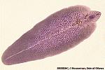 Platyhelminthes A test