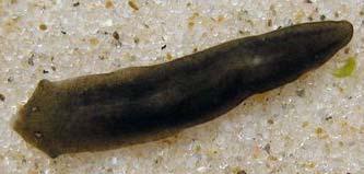 Trematoda közvetett fejl.