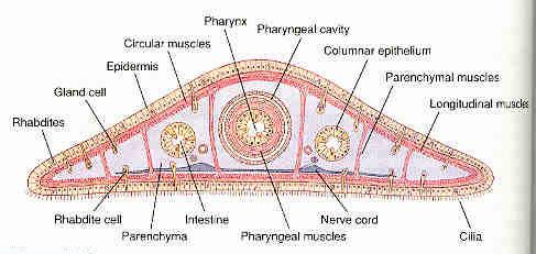 Platyhelminthes Kültakaró Egyrétegű epidermis, csillós v.