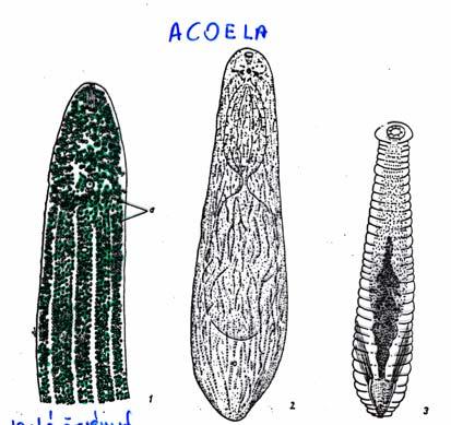 Cestoda nincs belrendszer