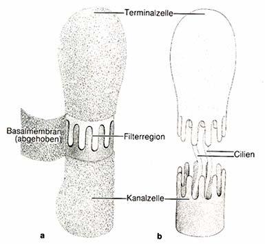 Platyhelminthes Kiválasztószerv: