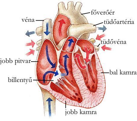 A szív fölépítése: A szív szerkezete A szívfalat 3 réteg alkotja. Kívülről a szívburok vékony hártyája borítja. Alatta a szívizmot tápláló koszorúerek.