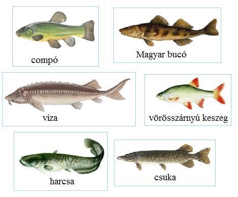 8. Ha az országot járjátok, folyóval sokfelé találkozhattok. De vajon milyen halak élnek a víz alatt? Mely halakra ismertek rá az alábbi leírásokból? Írjátok a nevüket a vonalra! (Segítenek a képek.