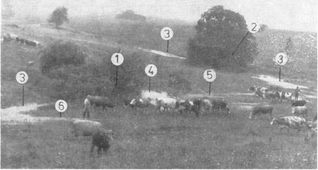 1. fénykép. Hosszabb ideig létező tó a G-9. jelű víznyelőben. A felvételt készítette 1984. augusztus 12-én a szerző. Jelmagyarázat: 1. G-9. jelű víznyelő; 2. K-2. és K-3. jelű víznyelős töbrök; 3.