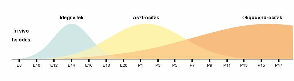 A GLIASEJTEK KÉPZŐDÉSE A fejlődő központi idegrendszerben a makroglia sejtek (asztrocita, oligodendrocita) kialakulása az idegsejtek fejlődését követi.