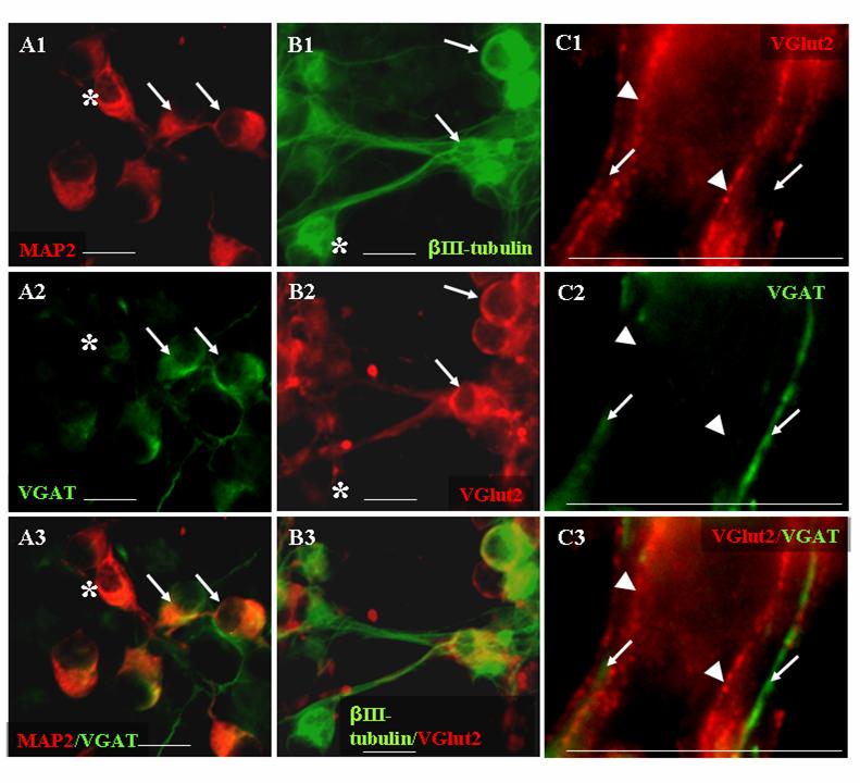 17. Ábra Az NE-4C sejtekből különböző neurotranszmitter fenotípusú idegsejtek alakulhatnak ki A: Kettős immunocitokémiai jelöléssel a MAP2-t kifejező idegsejtek (piros, A1, A3) között elkülöníthetők