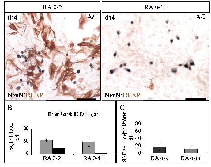 A GFAP+ sejtek / látómezo d14 C GFAP+ sejtek / látómezo d8 60 50 40 30 20 10 0 70 60 50 40 30 20 10 0 NE-4C RA 0-2 RA 0-14 P19 RA0-2 RA0-8 B NE-4C RA 0-2 RA 0-14 72 55 kda GFAP D P19 d0 d8 d8 hprt