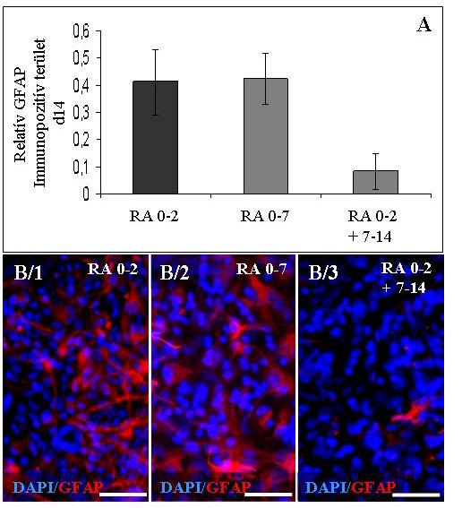 Ha a differenciálódó NE-4C tenyészeteket a neurogenetikus szakaszban (0.-7. nap) kezeltük, a a retinsav-kezelés nem okozott változást a gliasejtek számában a 14. napra. A neurogenezist követően (7-14.