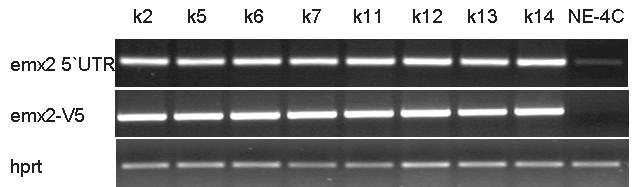 Annak eldőntésére hogy a NE-4C emx2+ klónok emelkedett emx2 mrns szintje transzgén vagy endogén eredetű, a génkonstrukció V5 kódoló sajátságát használtam ki.