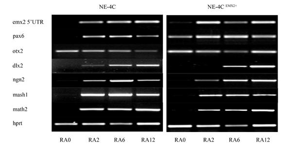 interneuronok elköteleződésében és vándorlásában (Wonders & Anderson 2006) ezért megvizsgáltam, hogy milyen neurotranszmitter fenotípussal rendelkeznek a posztmitótikus NE-4C emx2+ neuronok. 43.