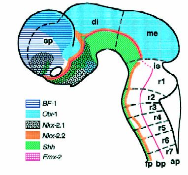 1. Ábra A központi idegszövet testtengelyek szerinti tagolódása szegmentumokat (neuromérákat) alakít ki. 10,5 napos egérembrió központi idegrendszerének sematikus rajza.