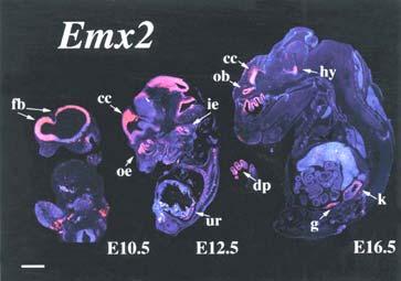 ANTERIOR RÉGIÓKAT JELLEMZŐ EMX2 POZÍCIONÁLIS GÉN SZEREPE AZ IDEGI RÉGIÓK DIFFERENCIÁLÓDÁSÁBAN Az emx2 homeobox-tartalmú gén egy olyan transzkripciós faktort (EMX2) kódol, amely a testtengelyek