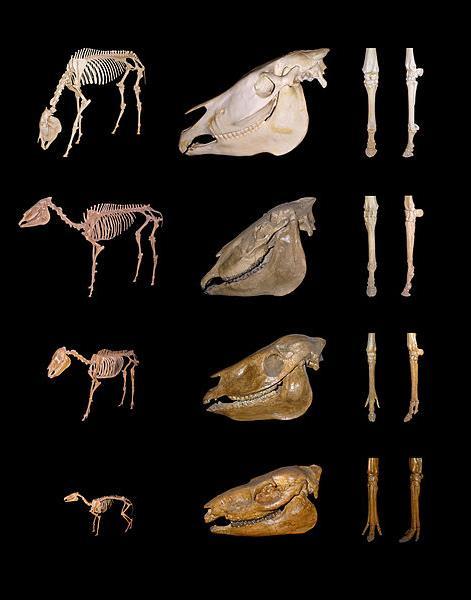 A szemben álló nézetek Az evolúció Az evolucionistáknak alapvetően arra a