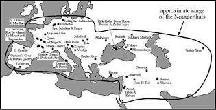 Homo neanderthalensis Kb.