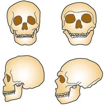 sapiens H. neanderth.