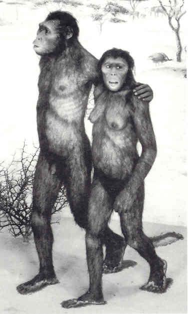 Az ember evolúciója: Áttekintés Az emberszabásúak 30 millió éve váltak el a majmoktól Kelet-Afrika: 20 millió éve legalább 10 féle faj maradványa Proconsul Afropithecus Kenyapithecus 14 mé