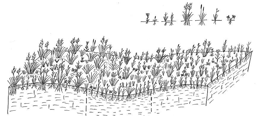 3: Agrostis spp., 4: Festuca arundinacea, Deschamsia caaespitosa, 5: Alopecurus pratensis, 6: Carex spp., 7: pillangósok) Figure 1. A 2.