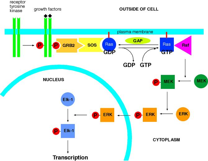 RAS fehérjék G proteinek családjába tartozó GTPáz fehérje A sejtmembrán belső oldalához rögzített (preniláció) Sejtnövekedést,