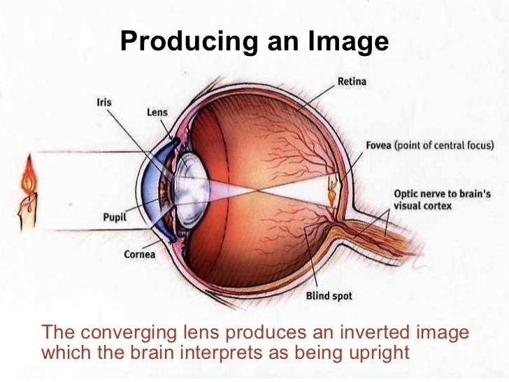 Szem felépítése A látószerv gyűjtőnév, beleértendő a szem, a látóidegek és az agy azon részei, melyek a fényingert ingerületté alakítják át.