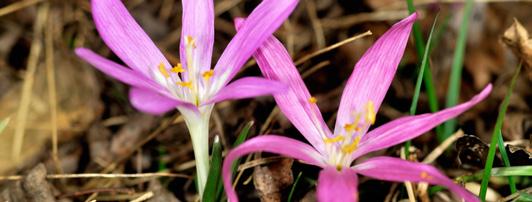TÚRANAPTÁR 2018 Március 11. Vadvirág túra - egyhajúvirág túra a Csodaréten Kora tavasztól őszig egymást váltják a szebbnél szebb virágcsodák, folyamatosan virágpompába borítják a rétet.