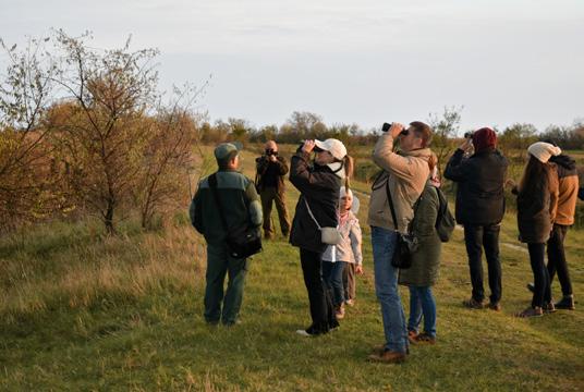 Fehértavi Darvadozás A Hortobágy után a hazai daruvonulási útvonal legfontosabb állomása a a szegedi Fehér-tó környéke. A november derekán itt tartózkodó darvak száma eléri a 30-40 ezret.