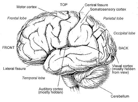 Fő területek az agyban Frontális lebeny motoros rendszer, tervezés, problémamegoldás, beszélt nyelv Temporális