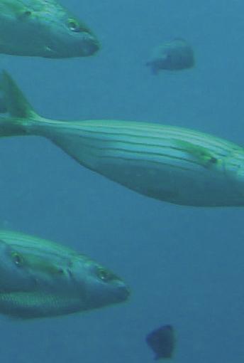 Székely Csaba ParaFishControl Fejlett eszközök és kutatási stratégiák az európai tenyésztett halak parazitái elleni védekezésben A