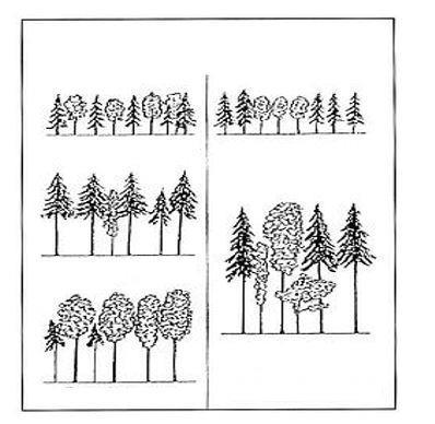 1. kép Vegyes állományú erdő ősszel. (Készítette a szerző szerkesztése a [10] alapján) A korábbiakban már bemutatásra került, hogy a különböző típusú faállományok más és más éghetőséggel rendelkeznek.