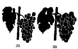 berry ripening: beginning of loss of