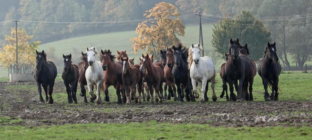 (Bőszénfai hidegvérű ménes) A regionális kiállítások közül a Szentlőrinci Gazdanapokat és a Debreceni Farmer Expót érdemes kiemelni,