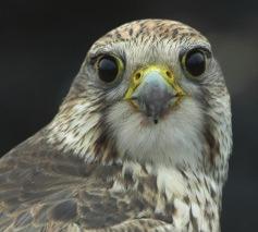 Úvod Sokol rároh (Falco cherrug Gray 1834) je typickým druhom otvorenej krajiny; stepí, lesostepí a polopúští. Západná hranica rozšírenia je v strednej Európe.